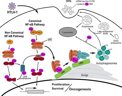 Autophagy in Human T-Cell Leukemia Virus Type 1 (HTLV-1) Induced Leukemia